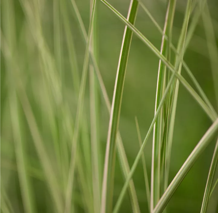 Garten-Chinaschilf 'Kleine Silberspinne'