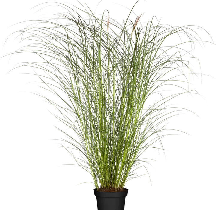 Garten-Chinaschilf 'Kleine Silberspinne'