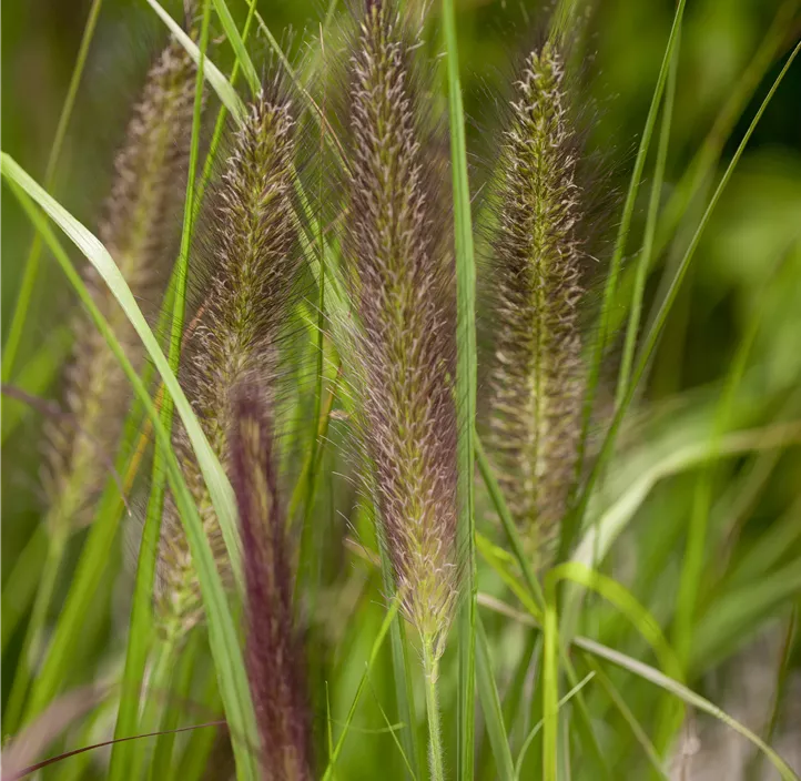 Garten-Federborstengras 'Red Head'