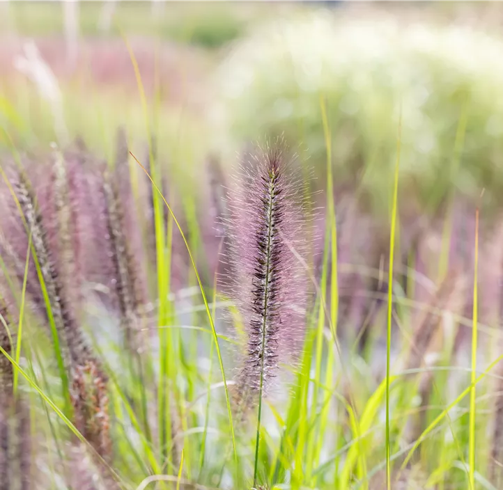 Garten-Federborstengras 'Red Head'