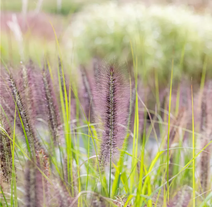 Garten-Federborstengras 'Red Head'