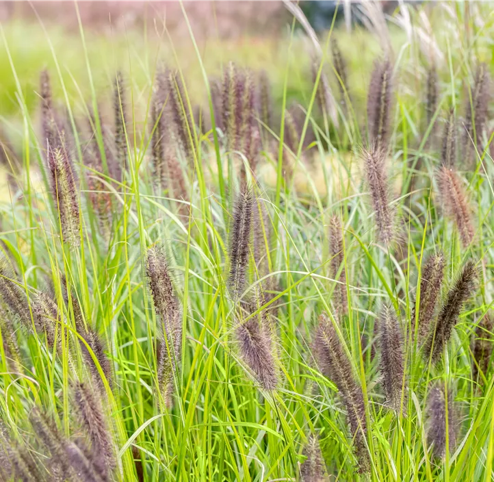 Garten-Federborstengras 'Red Head'
