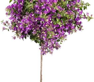 Bougainvillea glabra sanderiana Stamm