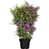 bellaflora Gartencenter GmbH