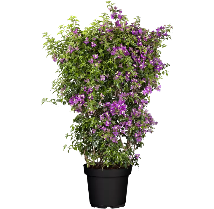 Bougainvillee 'Sanderiana'