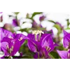 bellaflora Gartencenter GmbH