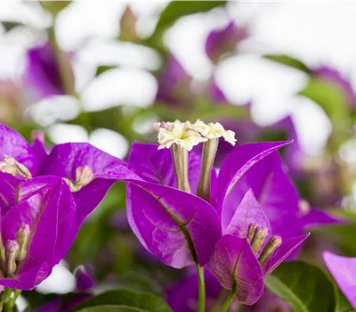 Bougainvillea glabra sanderiana Stamm