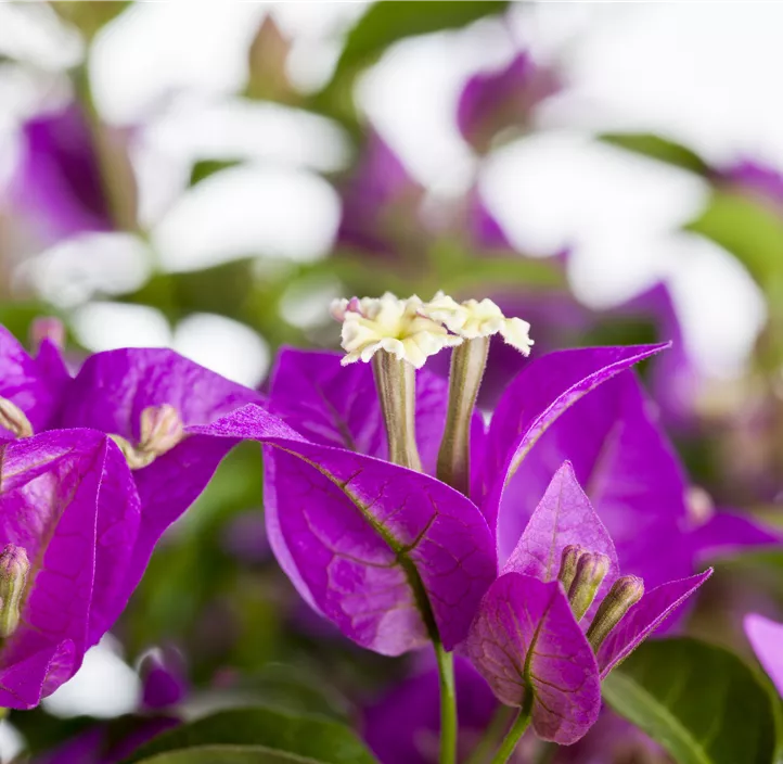 Bougainvillee 'Sanderiana'