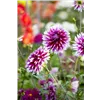 bellaflora Gartencenter GmbH