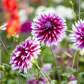 Dahlia