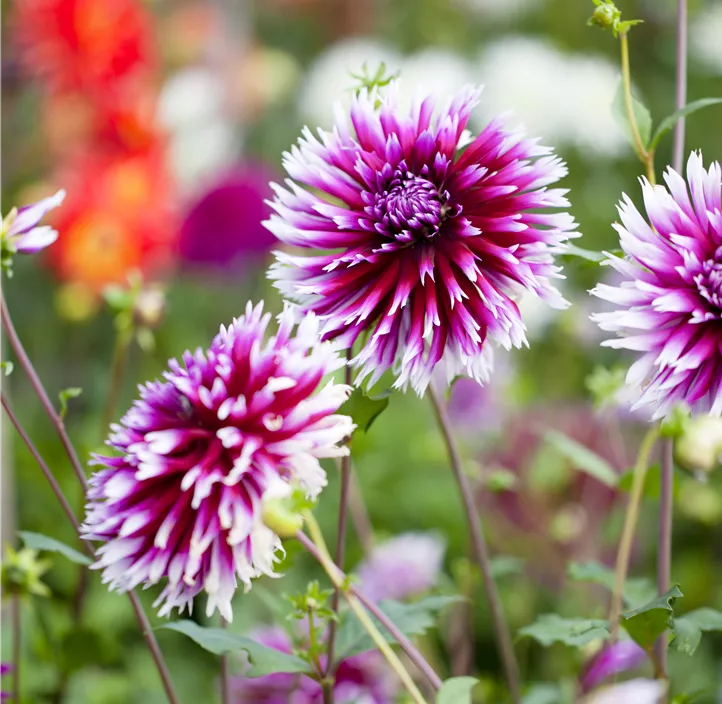 Dahlia
