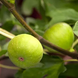 Ficus carica Stamm, 30cm Topf