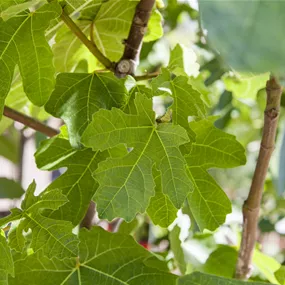 Ficus carica Stamm
