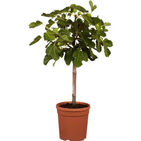 Ficus carica Stamm