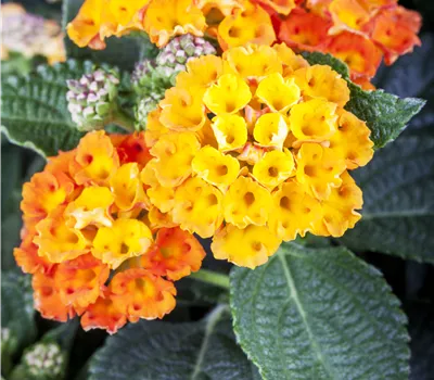 Lantana camara Busch