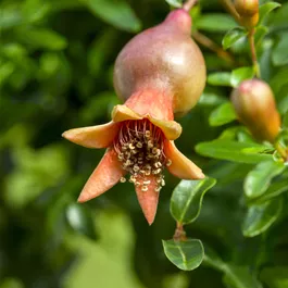 Punica granatum
