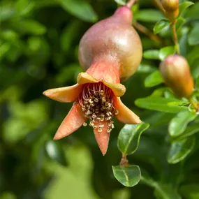 Punica granatum