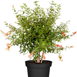 Punica granatum Ministamm