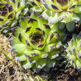 Sempervivum