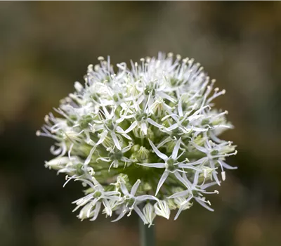 Allium senescens Compact white