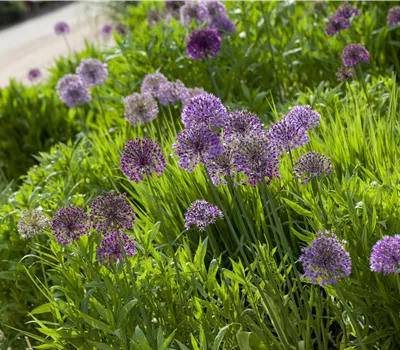 Allium senescens Lisa Green