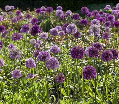 Allium senescens Millenium