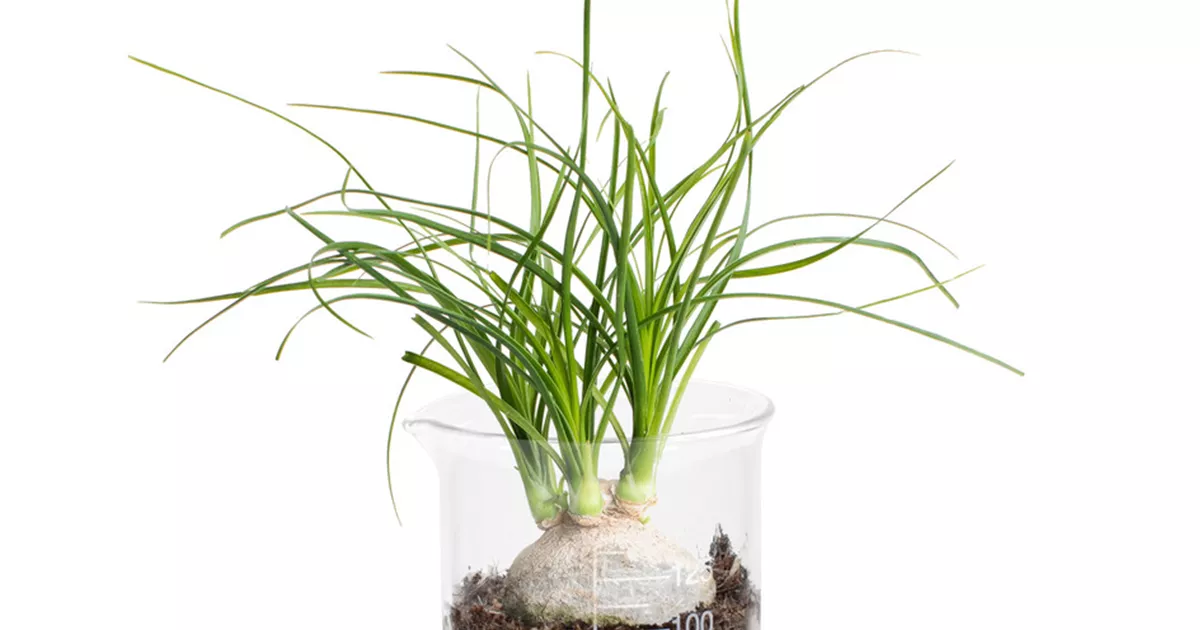 Beaucarnea 'Nolina' im Lab Glass, Elefantenfu - Bellaflora