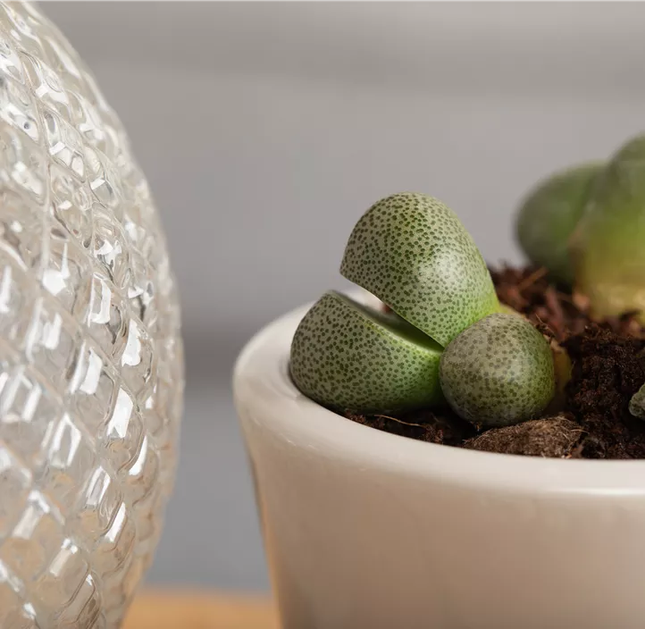 Lithops