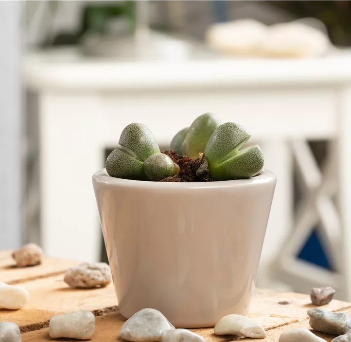 Lithops