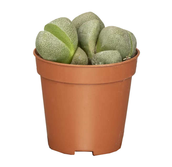 Lithops