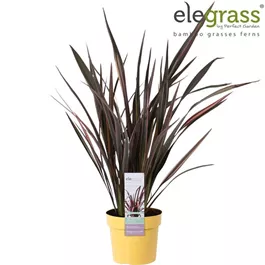 Phormium Pink Flamingo