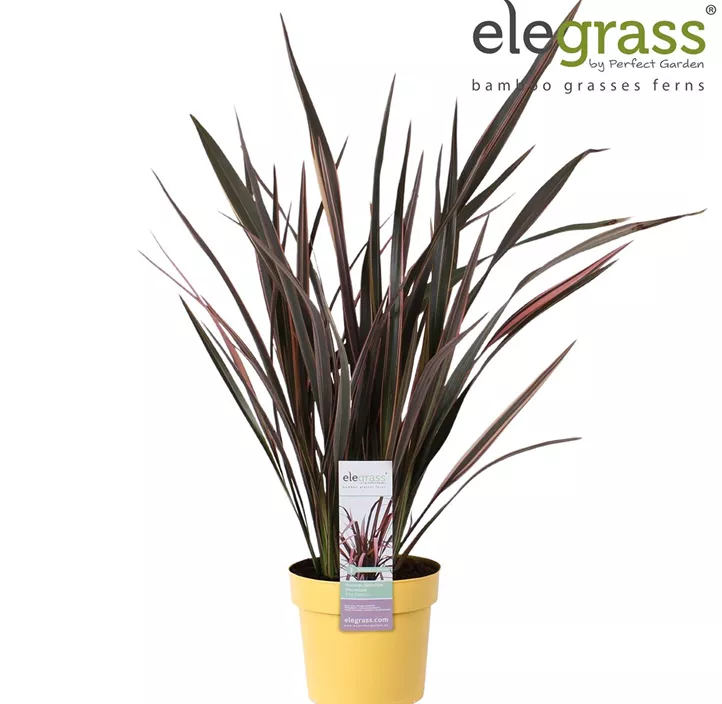 Neuseelandflachs 'Pink Stripe'