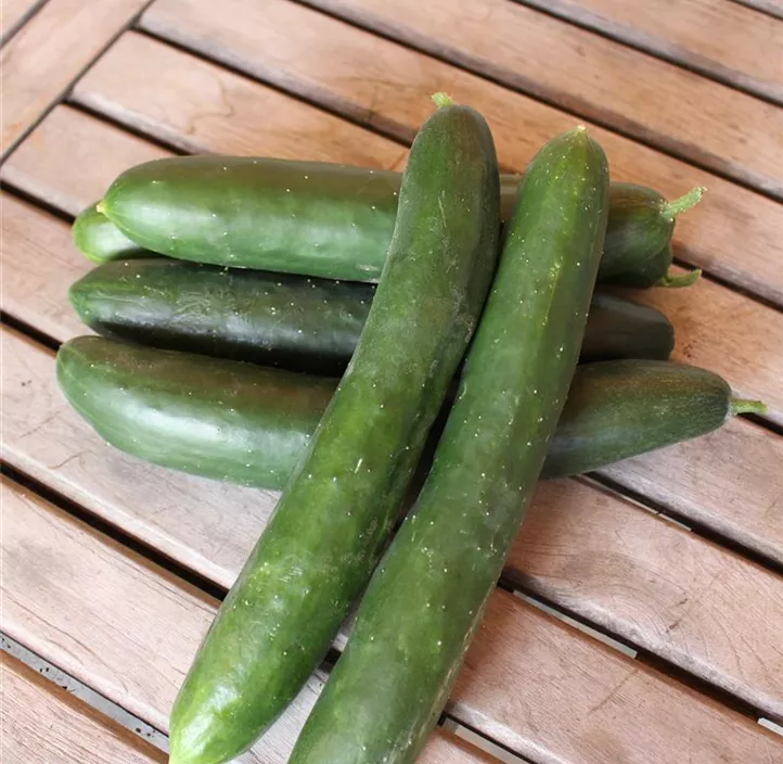 Freilandgurke Gergana
