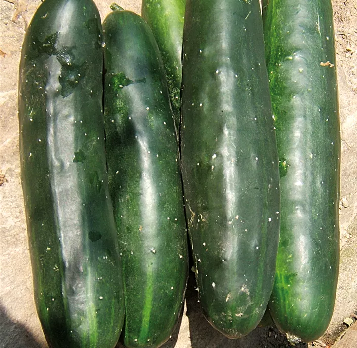 Sämereien