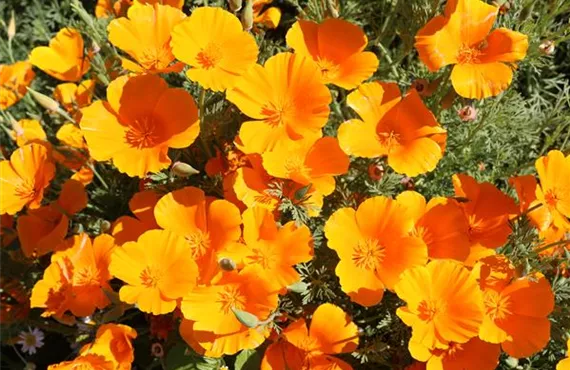 B065_Kalifornischer_Mohn5.JPG B065_Kalifornischer_Mohn5.JPG