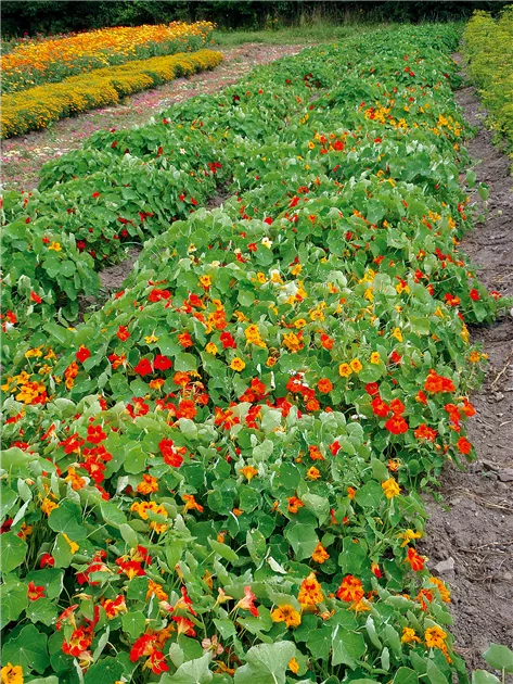 Kapuzinerkresse rankend - Bellaflora