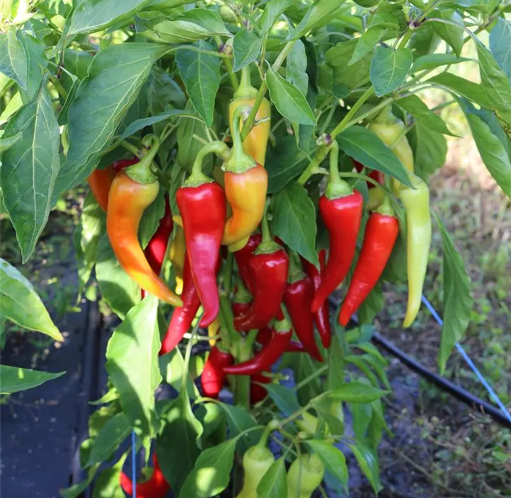 Paprika Antalya dan