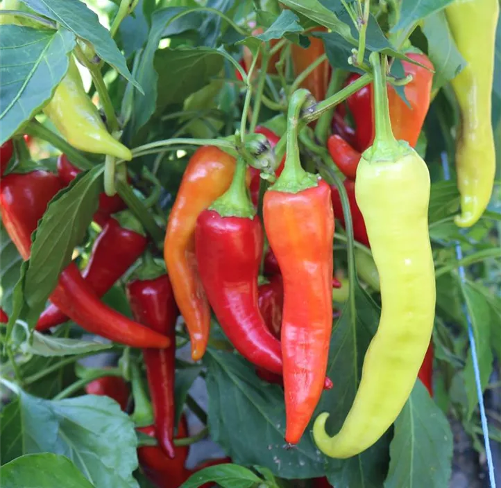 Paprika Antalya dan