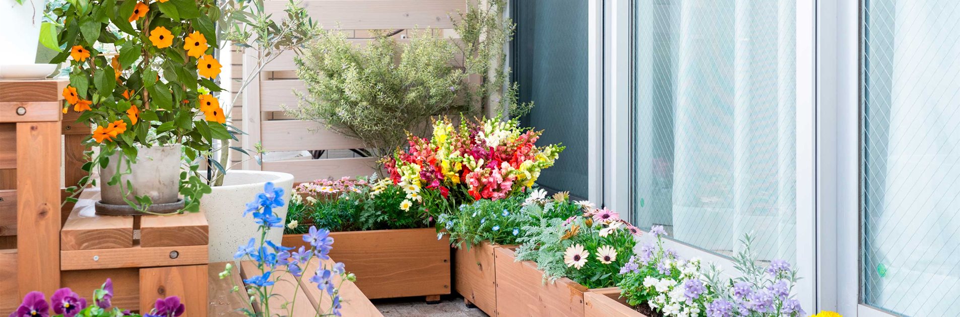 Buntes Buffet für Nützlinge Buntes Buffet für Nützlinge