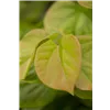 bellaflora Gartencenter GmbH