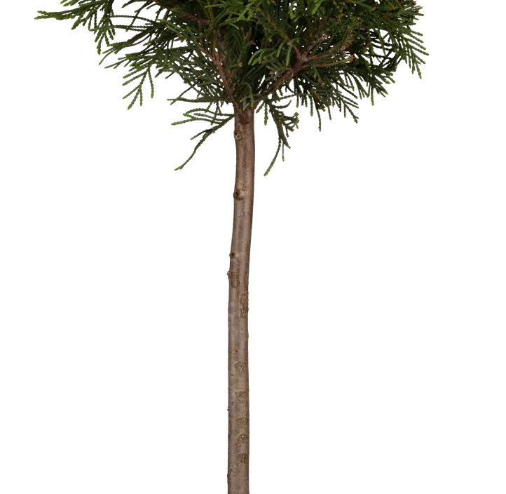 Leylandzypresse Spiralstamm