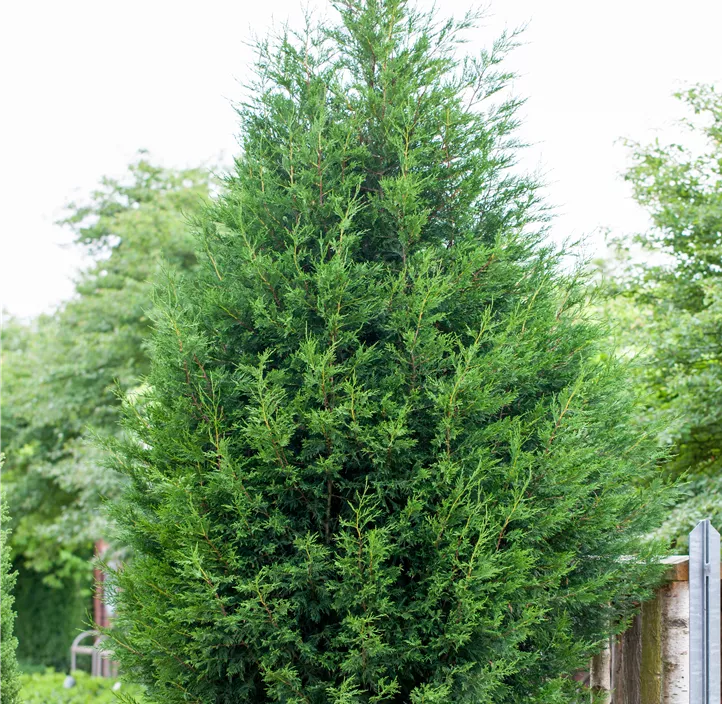 Leylandzypresse Spiralstamm