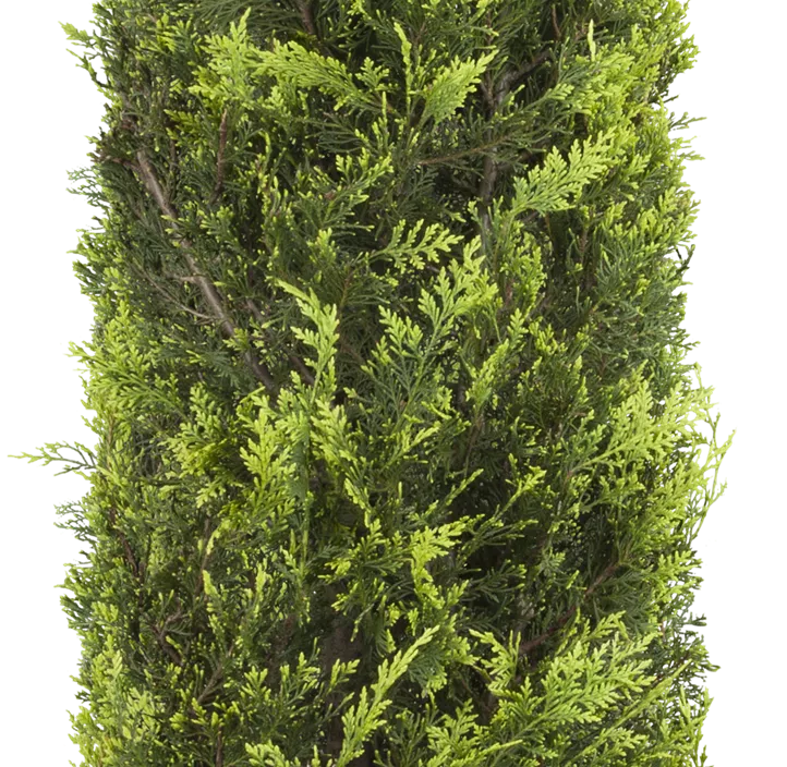 Gelbe Baumzypresse 'Castlewellan Gold' Ministamm Gelbe Baumzypresse 'Castlewellan Gold' Ministamm