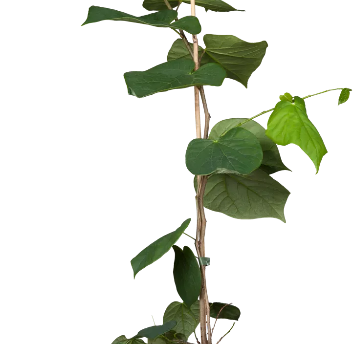 Judasbaum 'Avondale' Judasbaum 'Avondale'