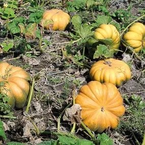 Cucurbita pepo Muskat Kürbis mit Rezept für Suppe