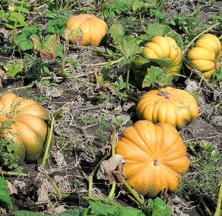 Moschus-Kürbis 'Muscat de Provence'