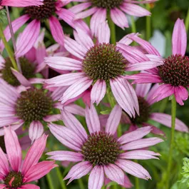 Echinacea