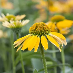 Echinacea Mix