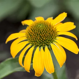 Echinacea Moodz