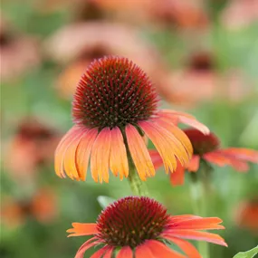 Echinacea sunseekers